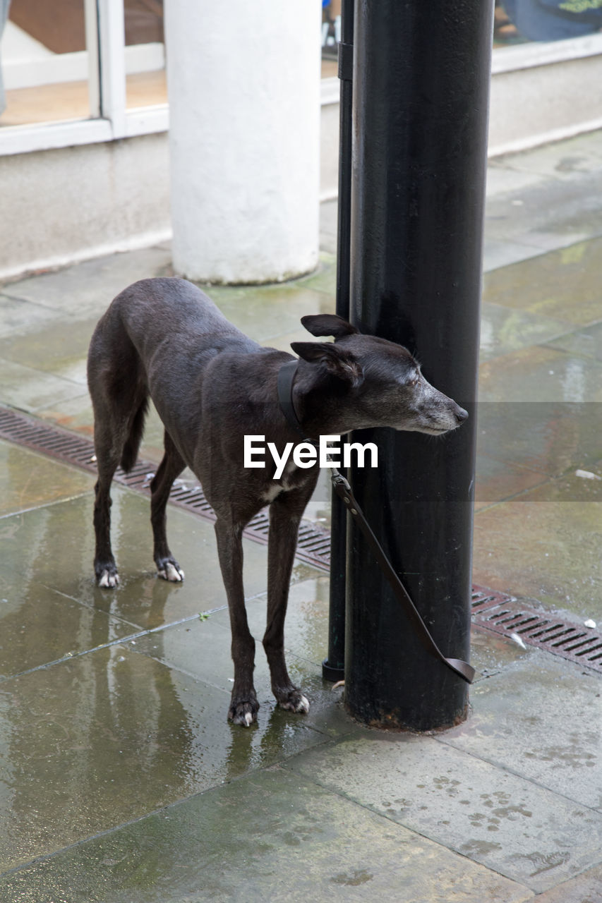 DOG WITH WATER IN BACKGROUND