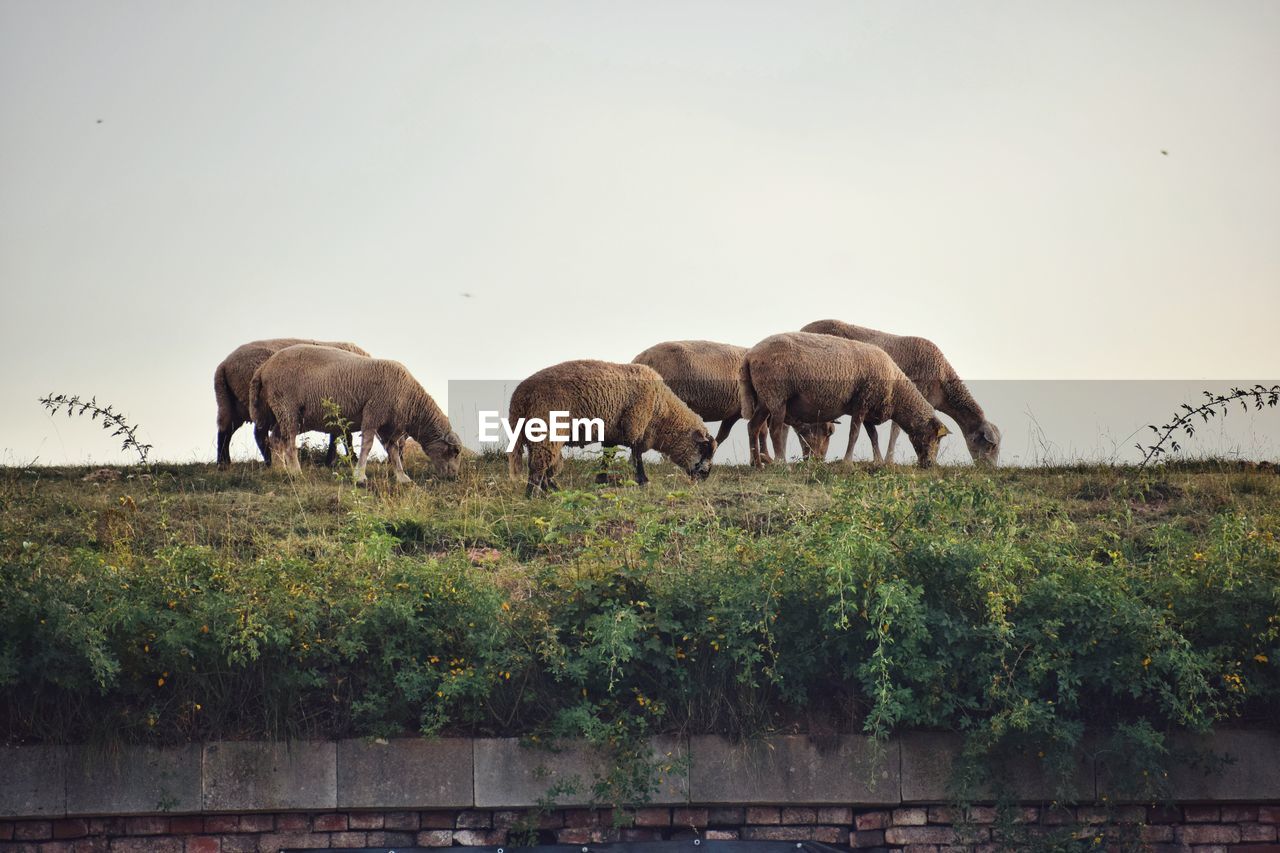 View of sheep grazing in field