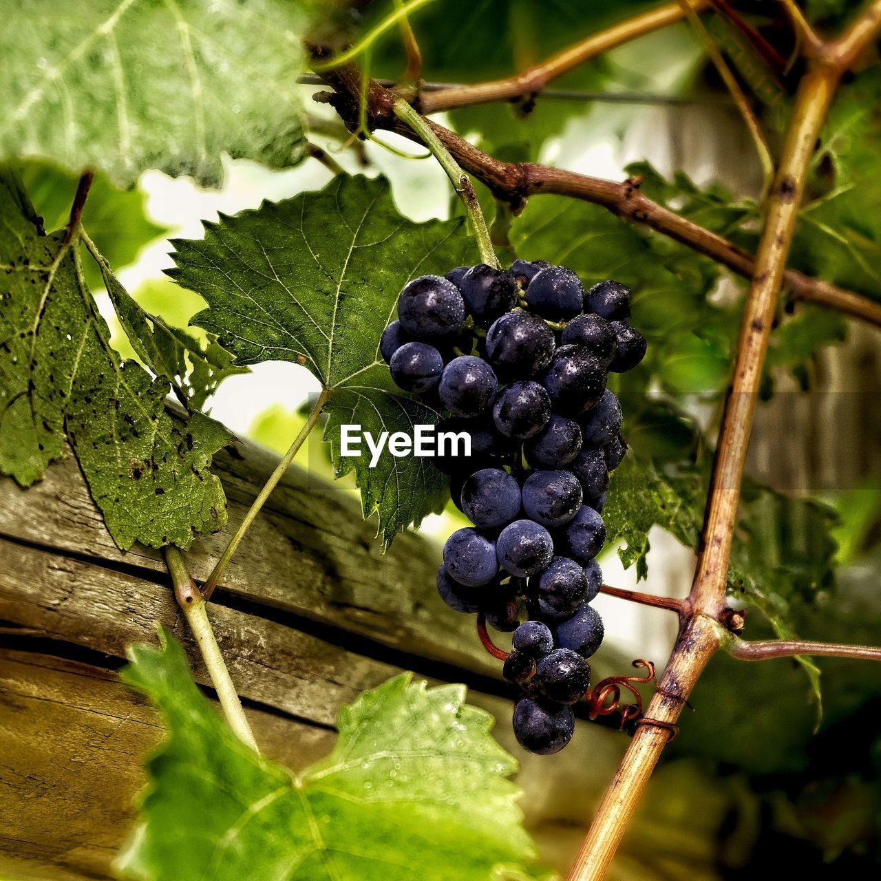 Fruit of the vine