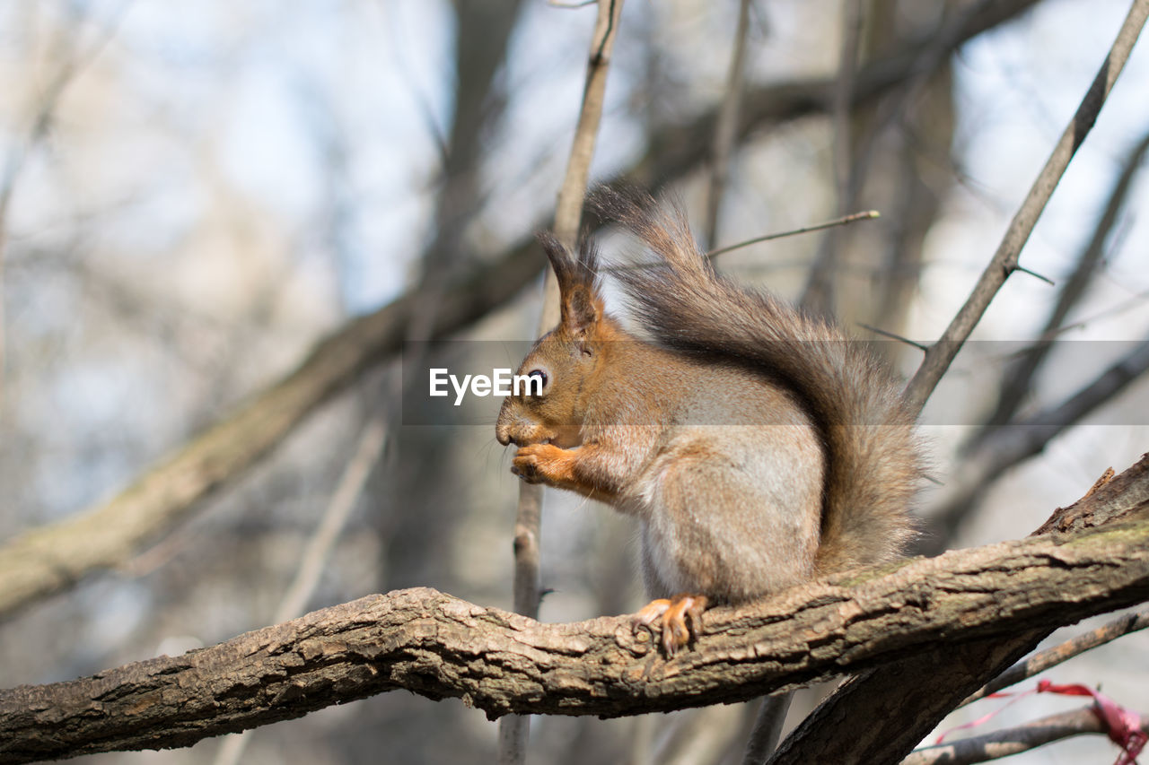 Low angle view of squirrel on tree