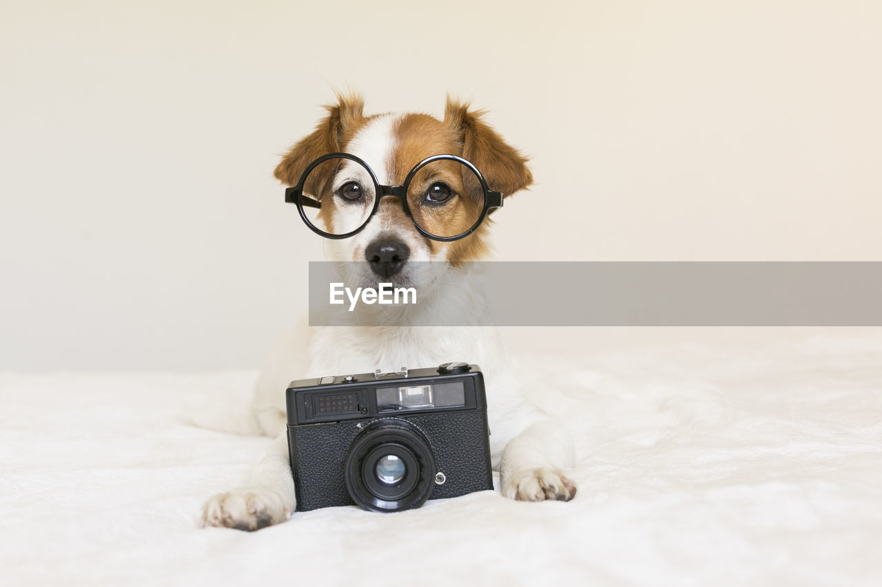 Portrait of puppy with camera on bed