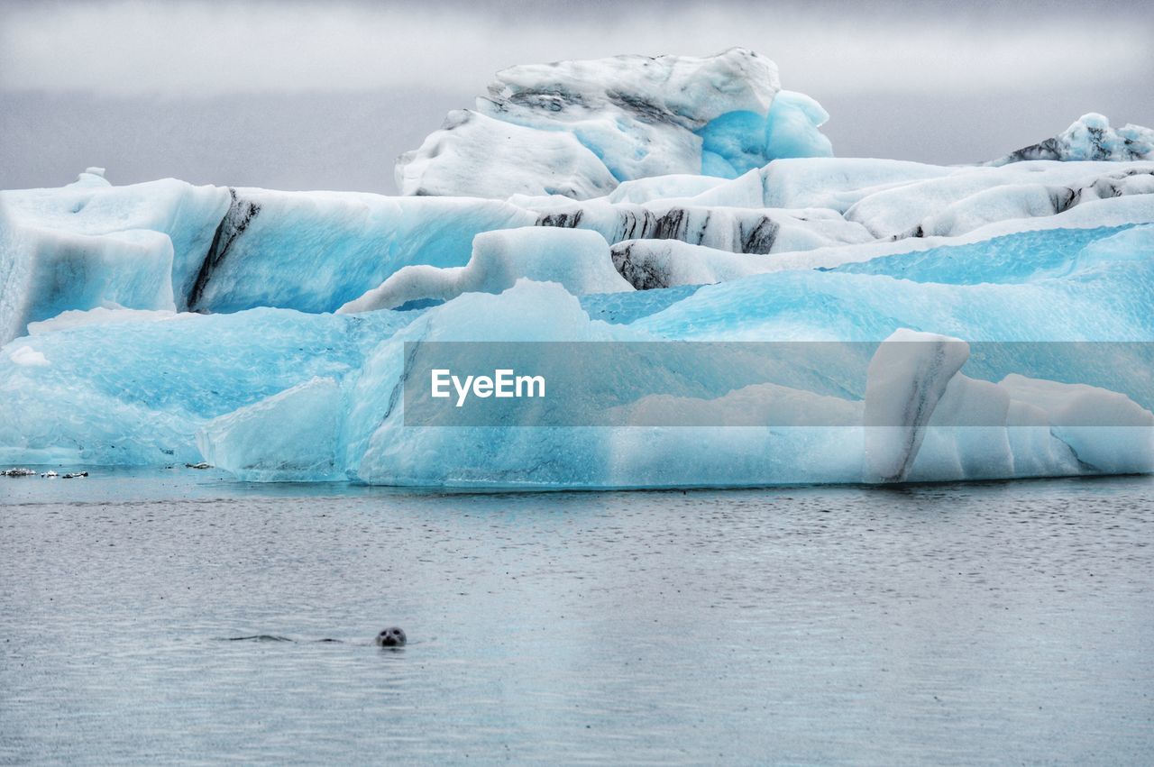 Scenic view of ice floating and seals at sea in iceland 