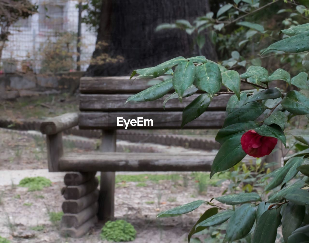 Close-up of plant growing by park bench