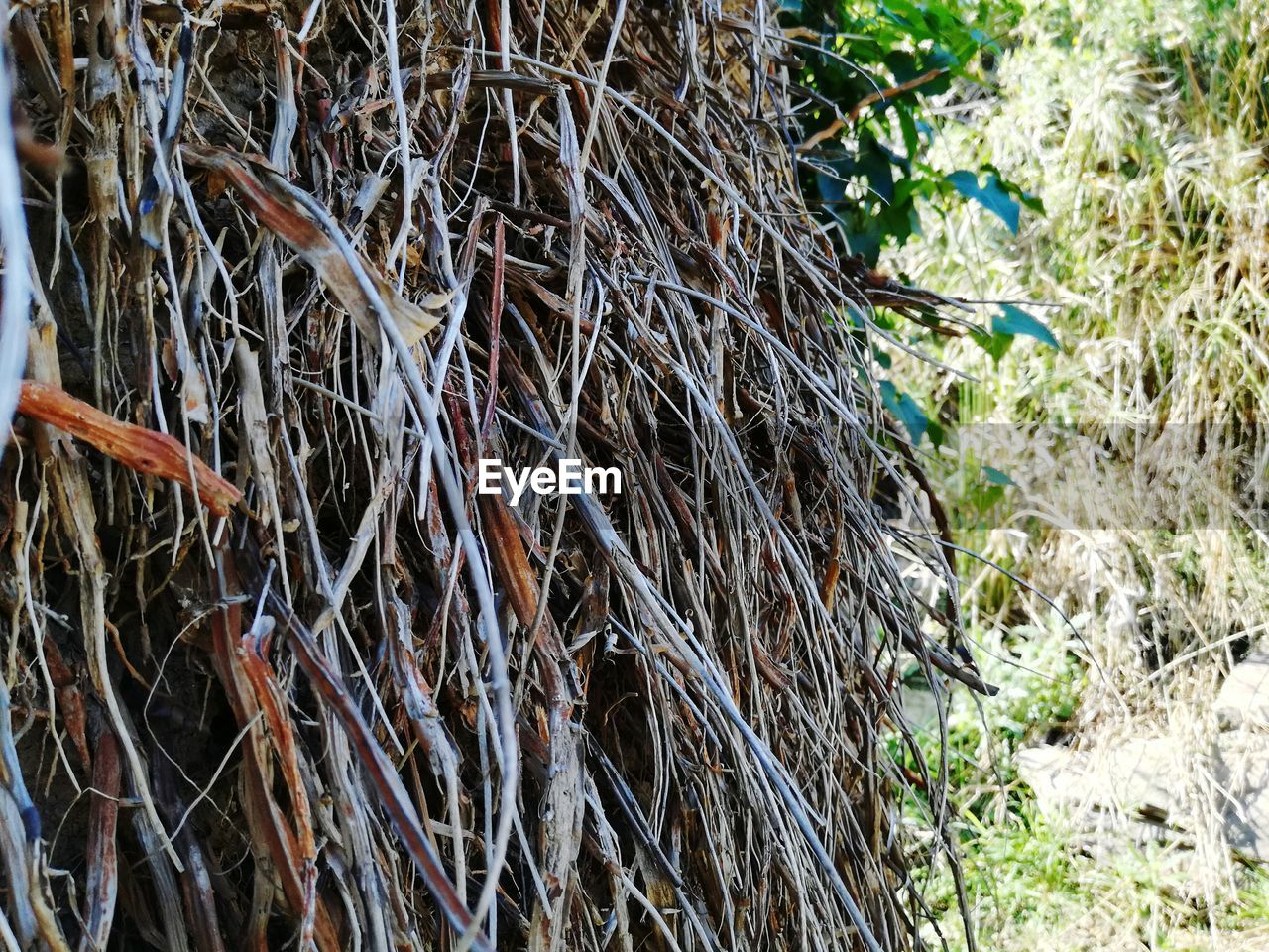 CLOSE-UP OF BAMBOO TREE