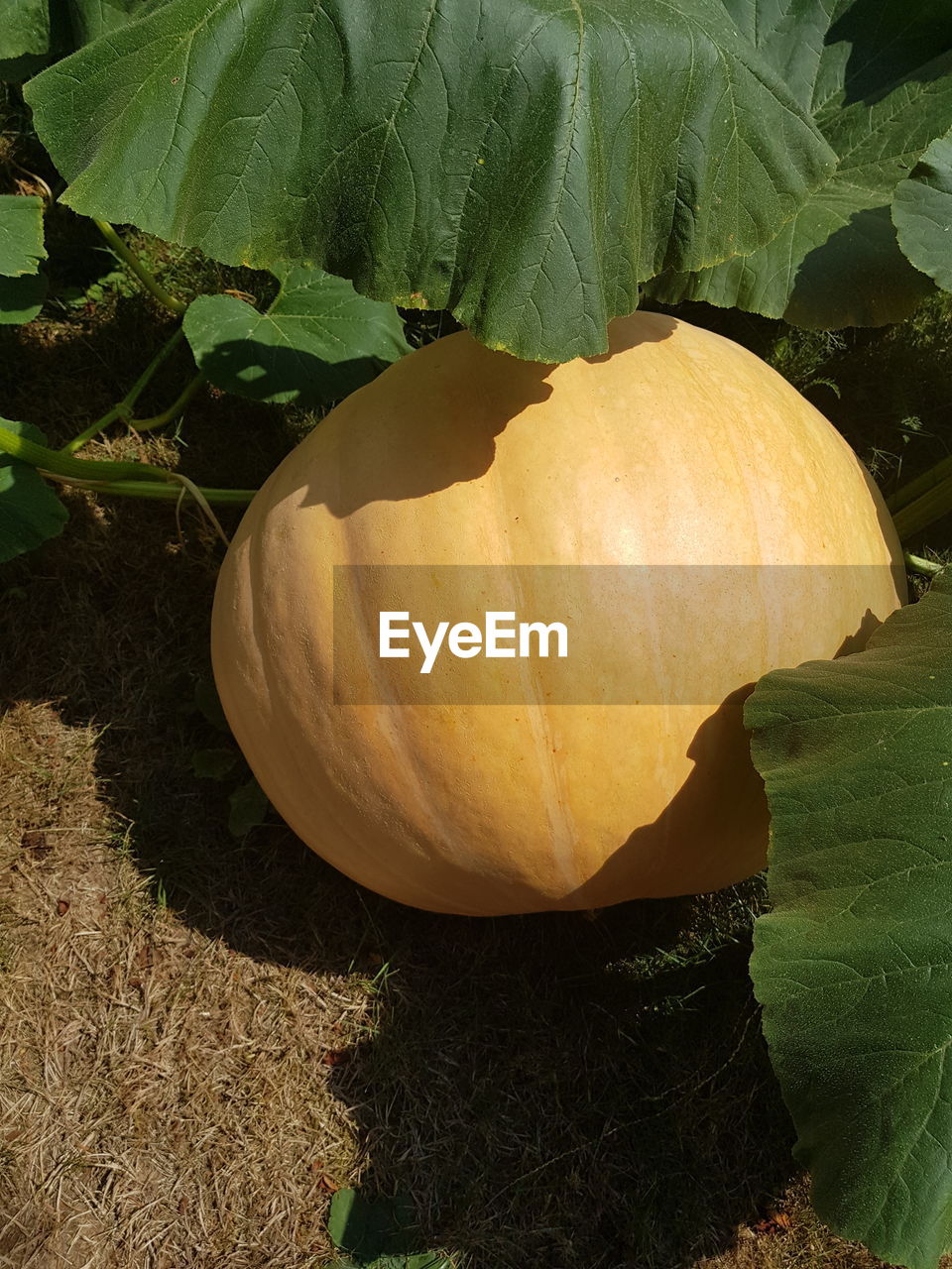 CLOSE-UP OF PUMPKIN PUMPKINS ON LAND