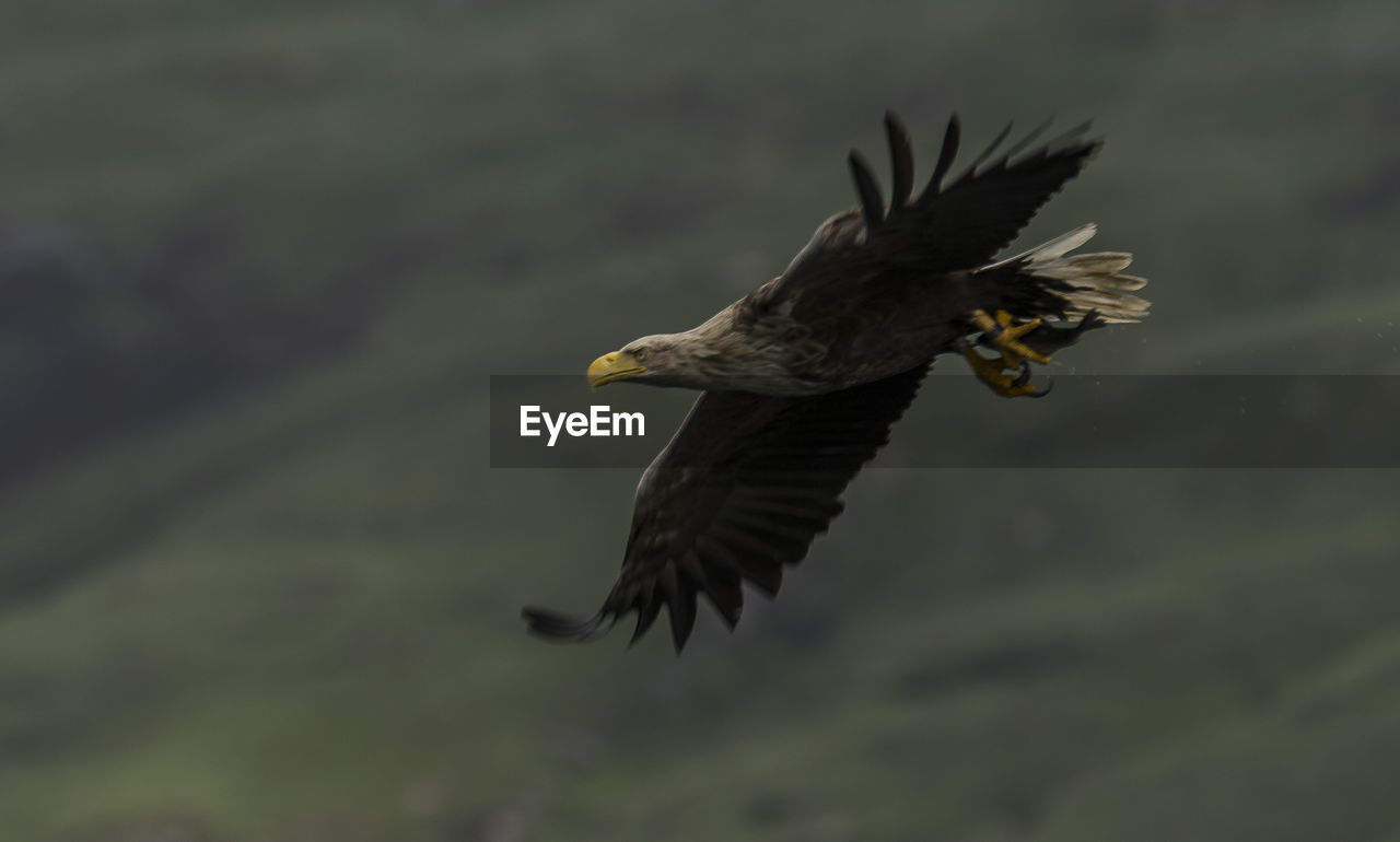 Sea eagle flying over field