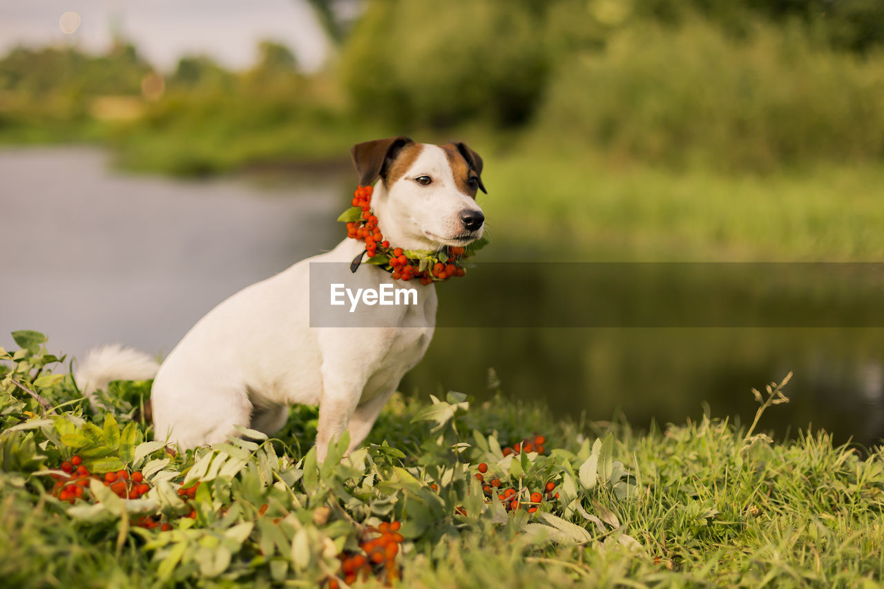 DOG STANDING ON FIELD