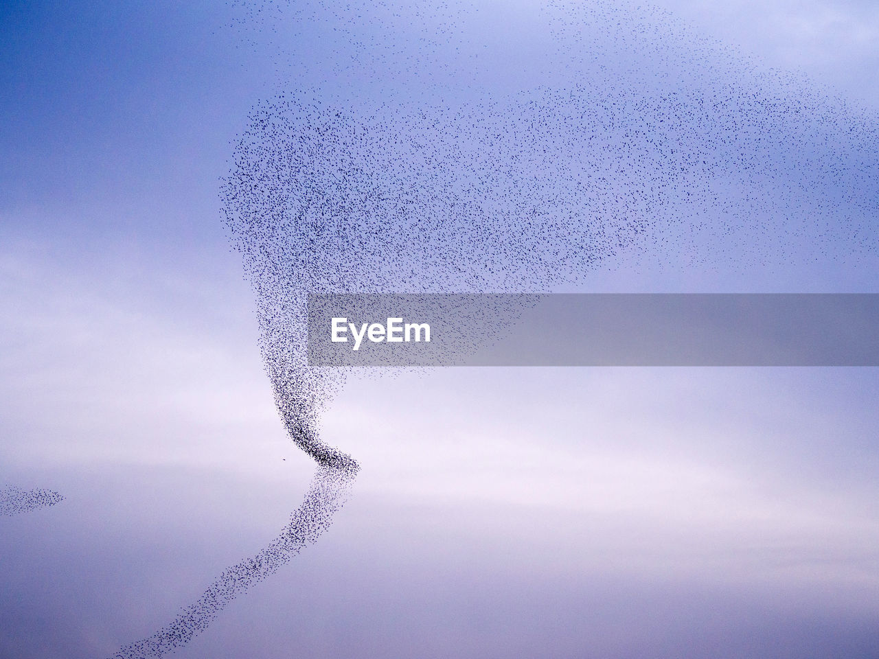 Swarm of insects flying against sky