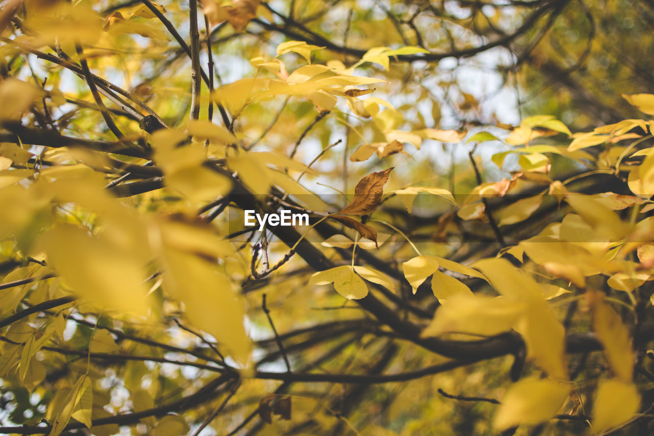 Low angle view of yellow leaves on tree