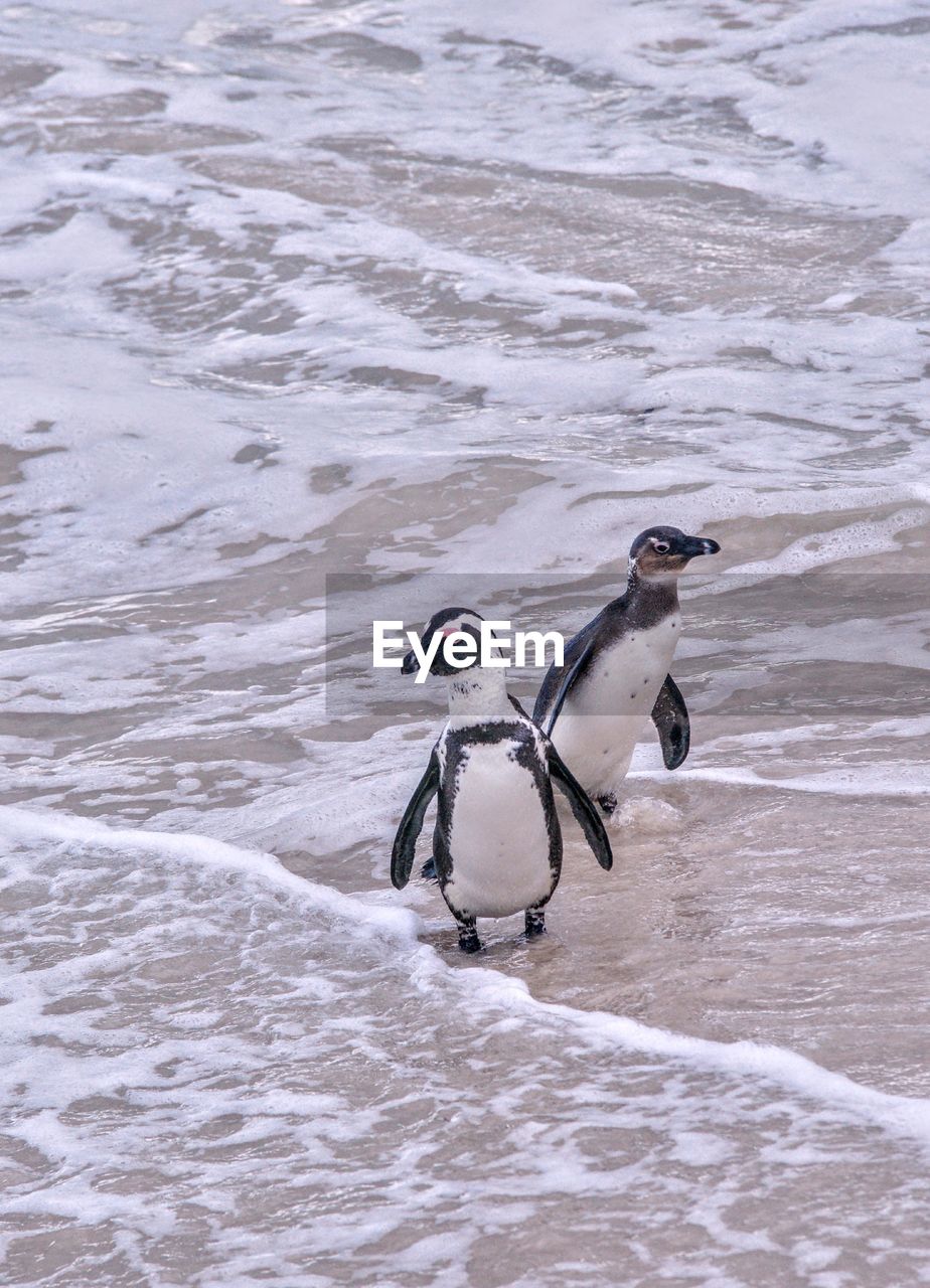 Penguins perching on sea shore