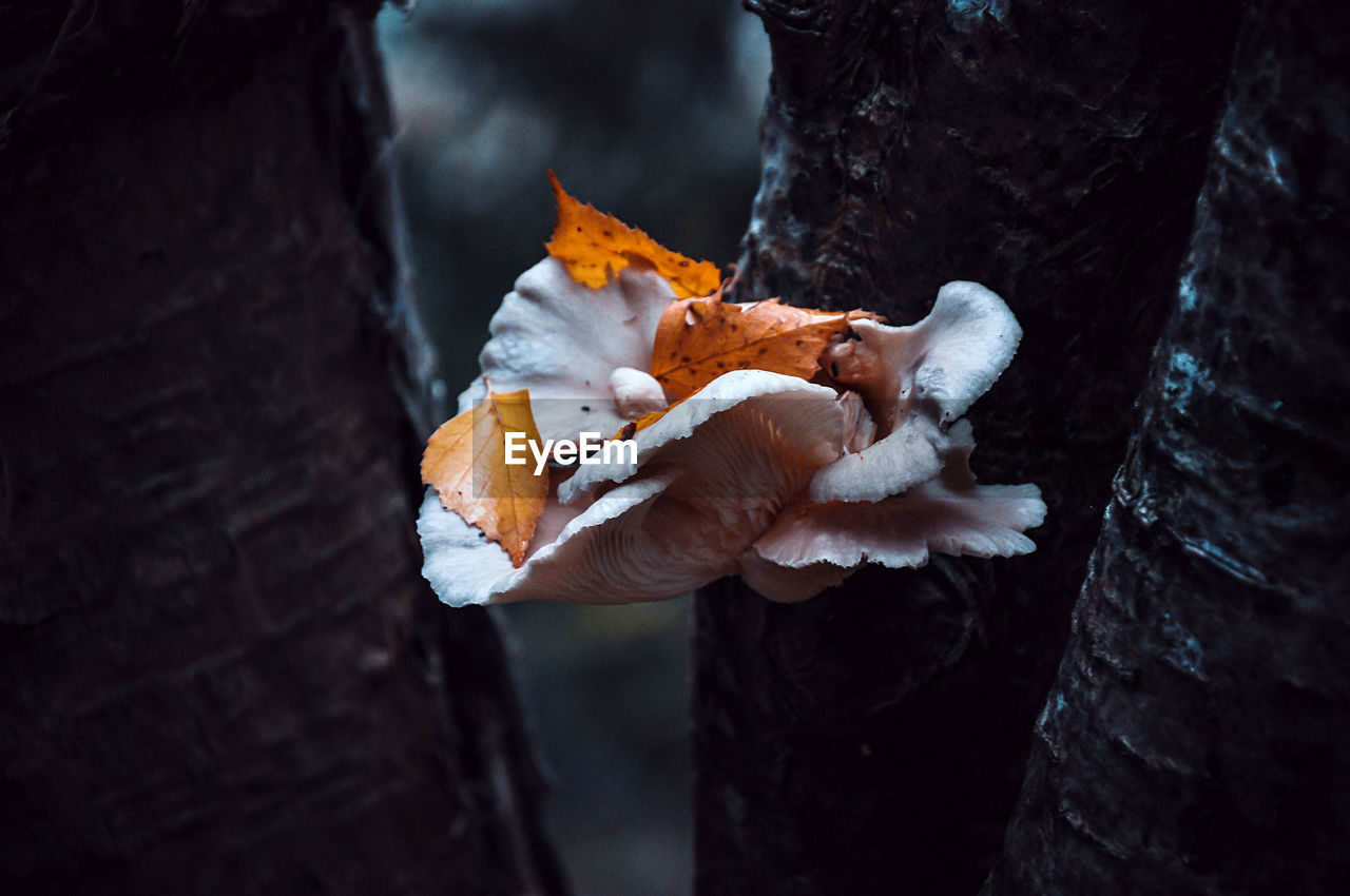 CLOSE-UP OF MUSHROOMS ON TREE TRUNK