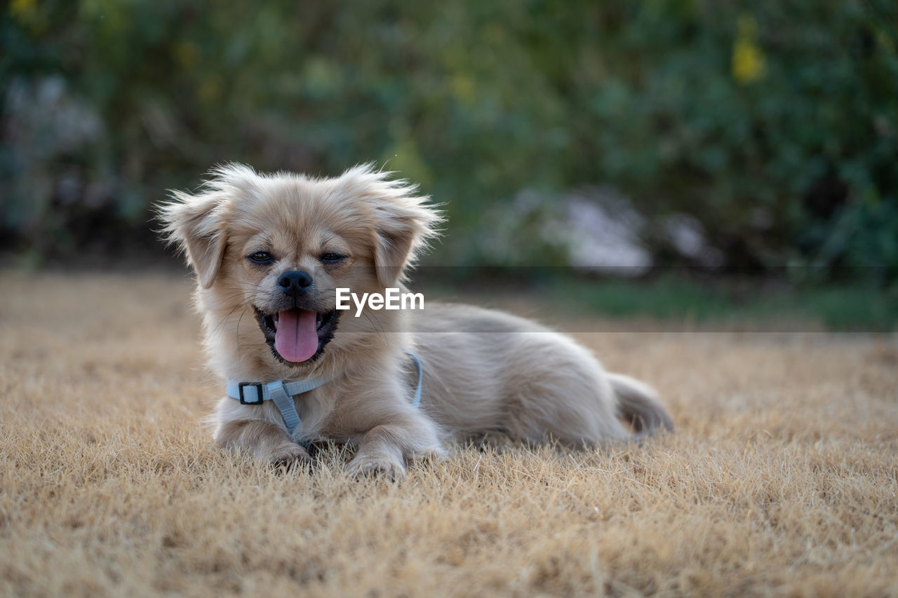 Portrait of dog on field puppy yawning 