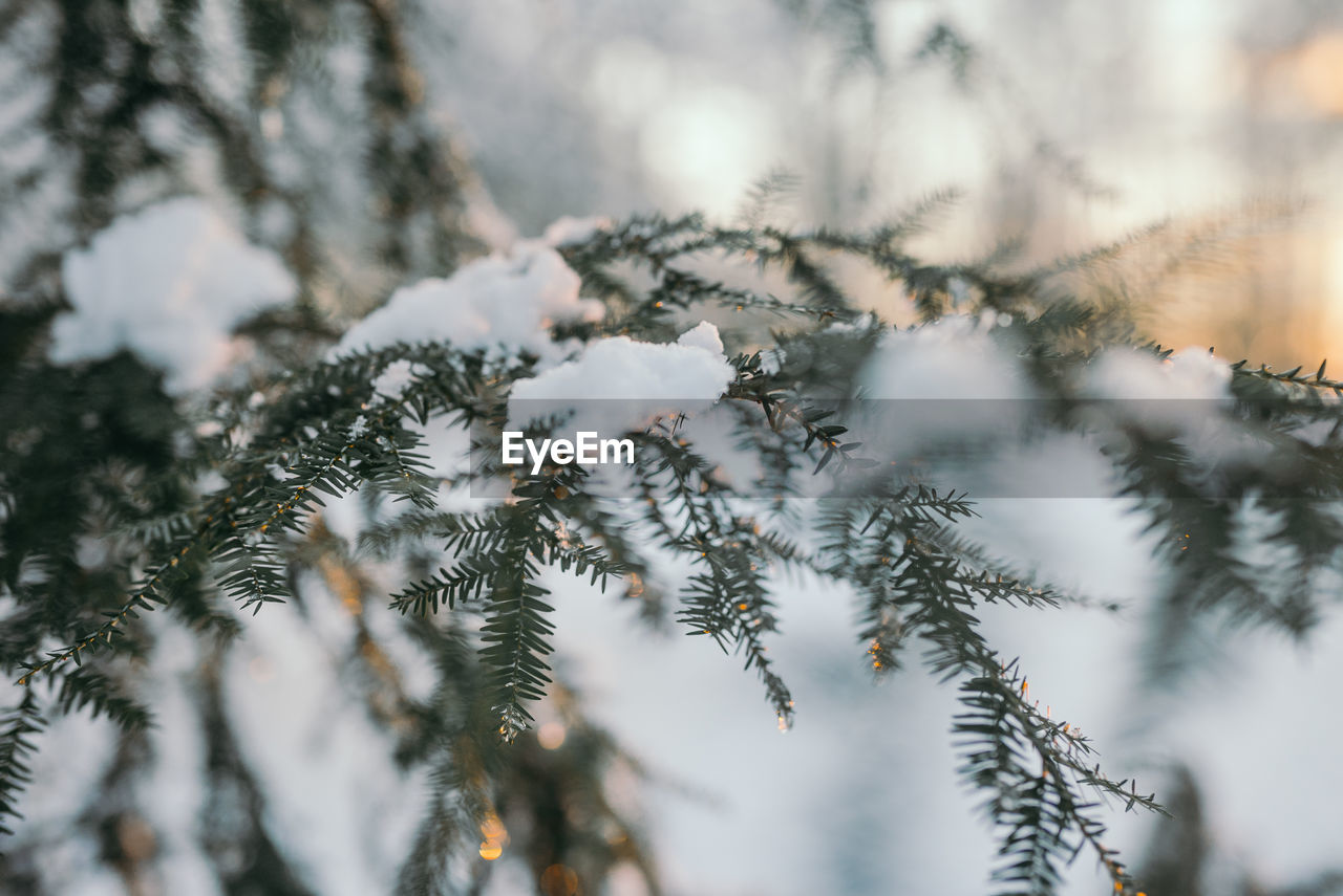 Close-up of snow covered pine tree