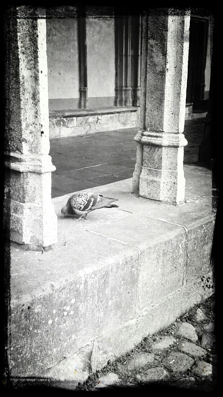 Pigeon on colonnade