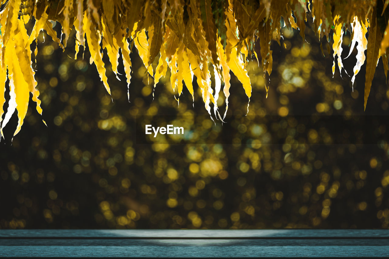 CLOSE-UP OF ICICLES ON SEA AGAINST TREES