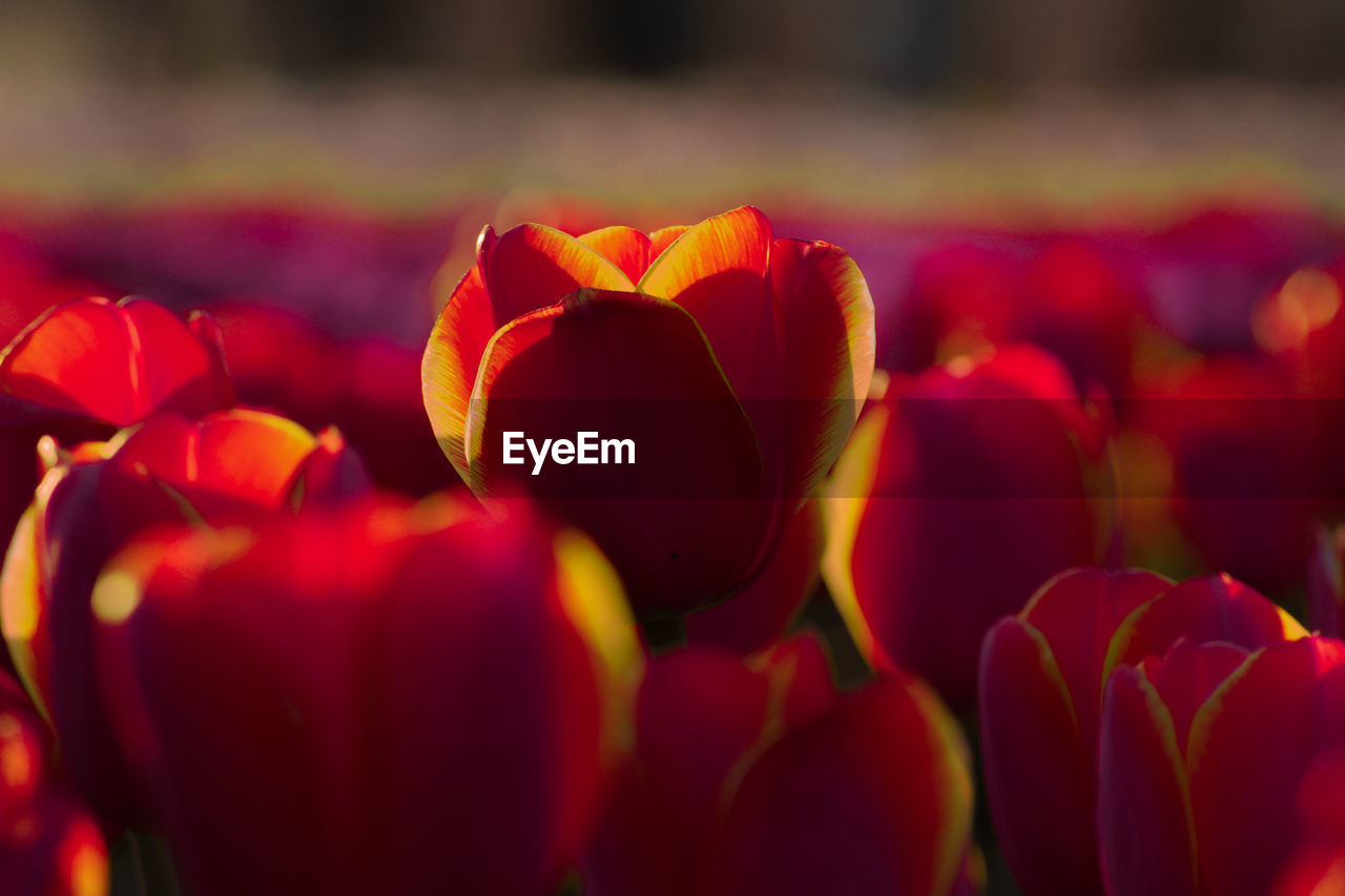 CLOSE-UP OF RED TULIPS IN BLOOM