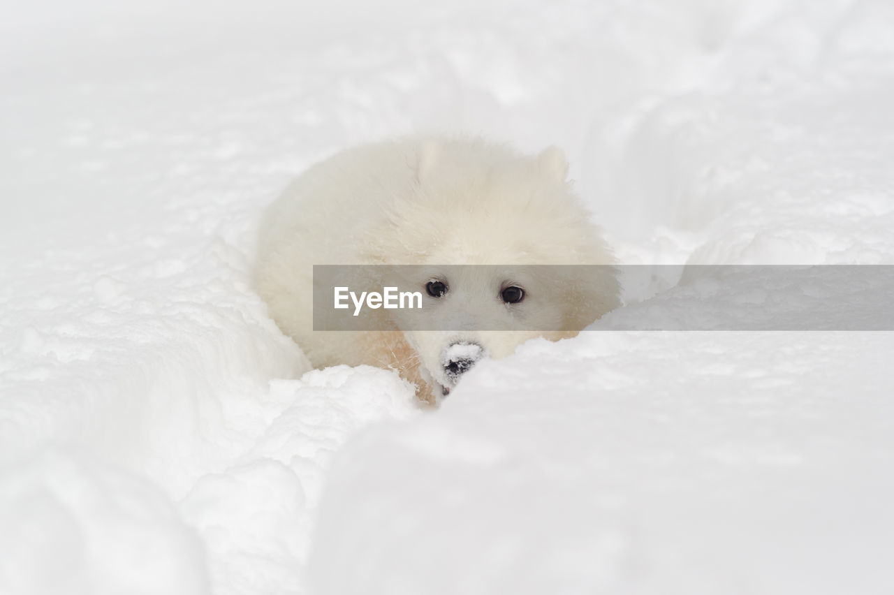 HIGH ANGLE VIEW OF DOG ON SNOW COVERED LANDSCAPE