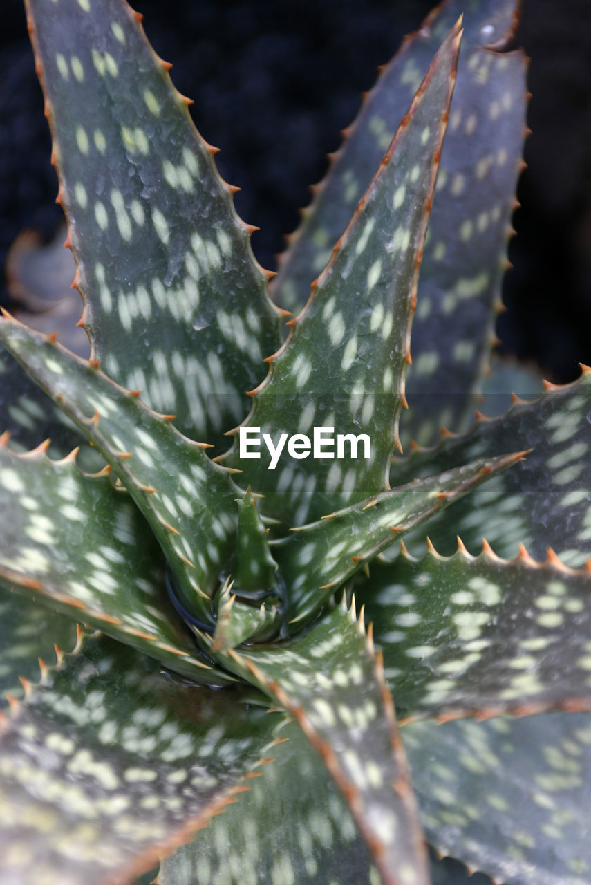 CLOSE-UP OF SUCCULENT PLANT IN WATER