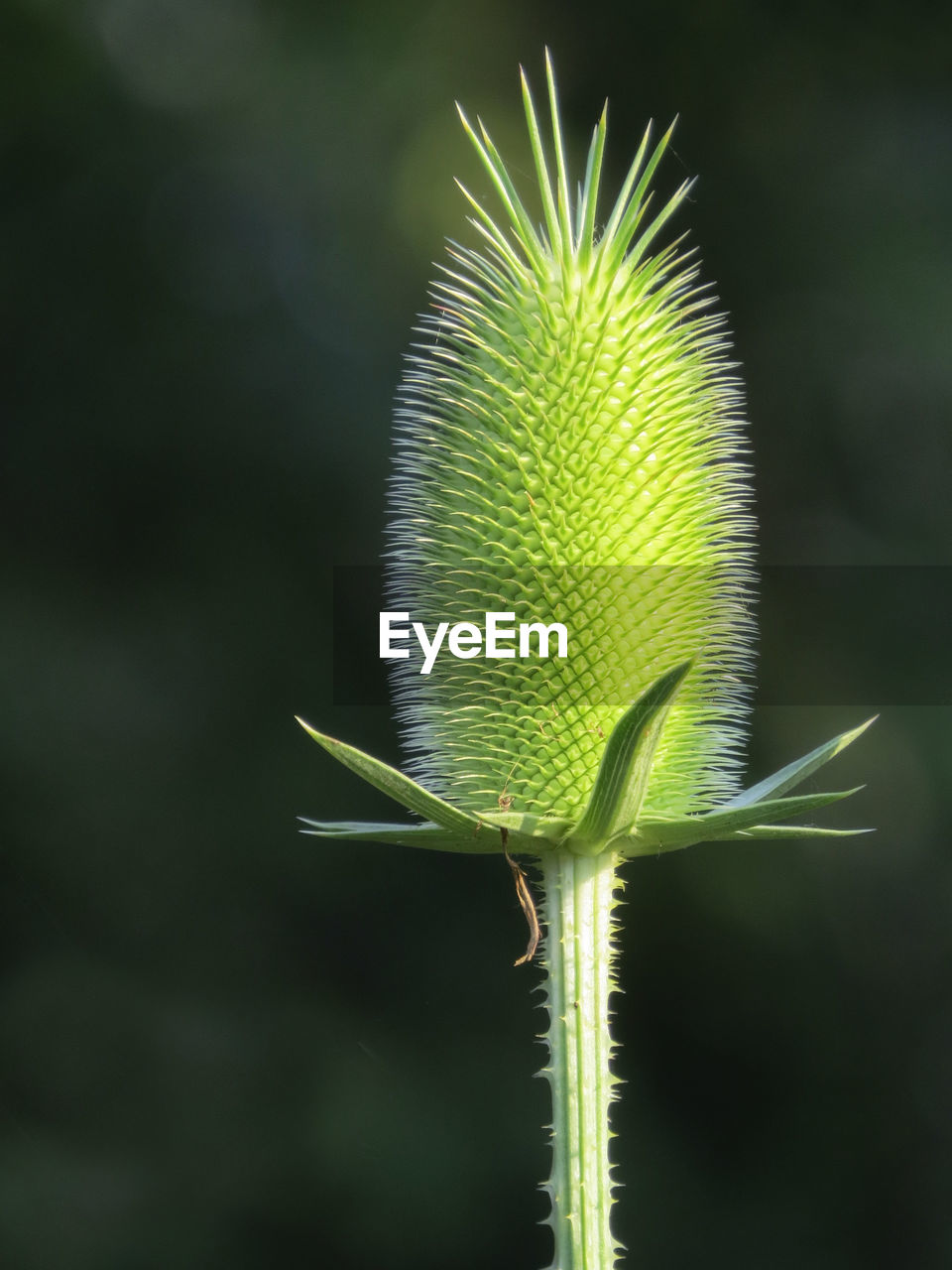 Close-up of thistle