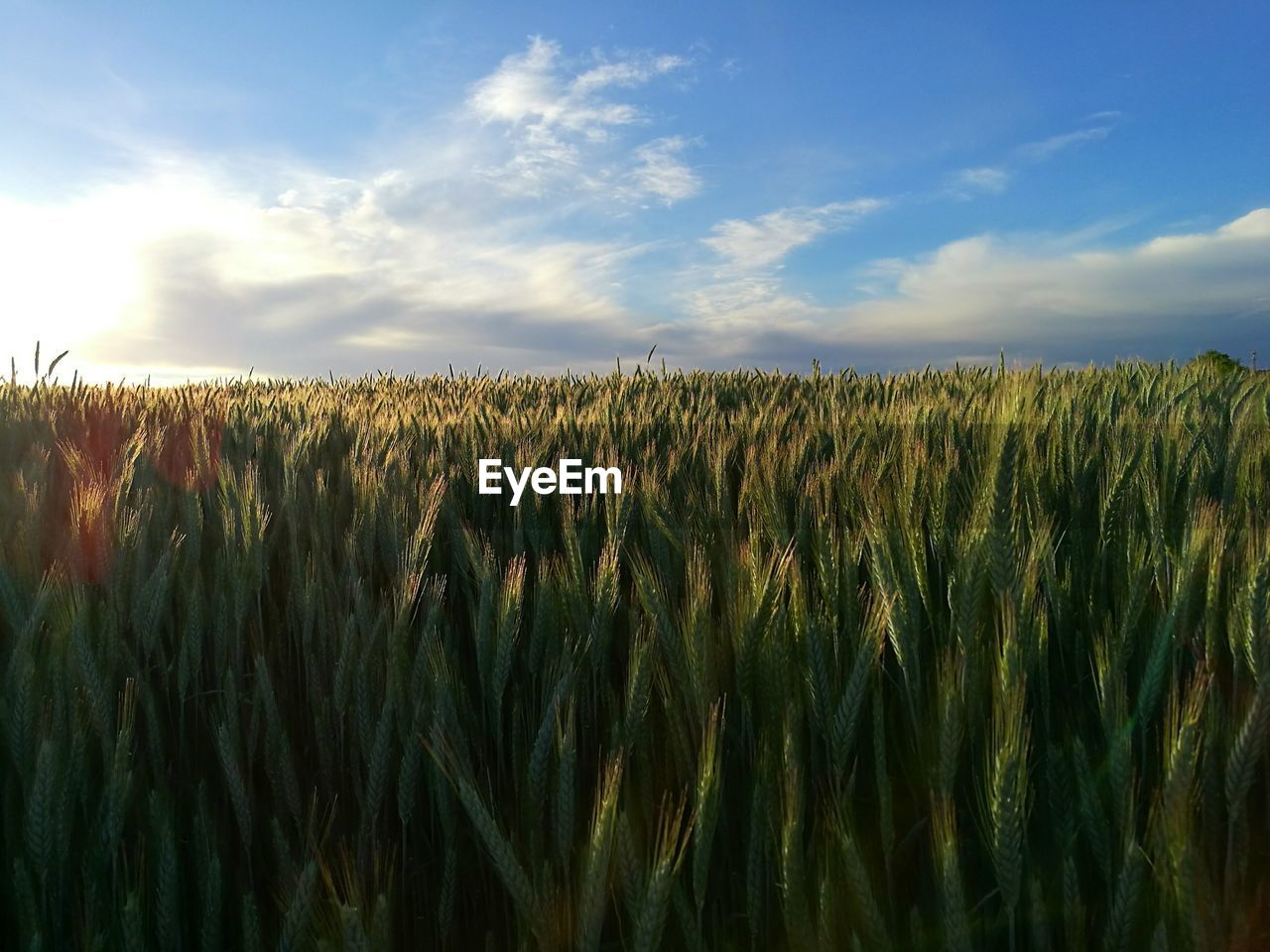 Scenic view of wheat field against sky