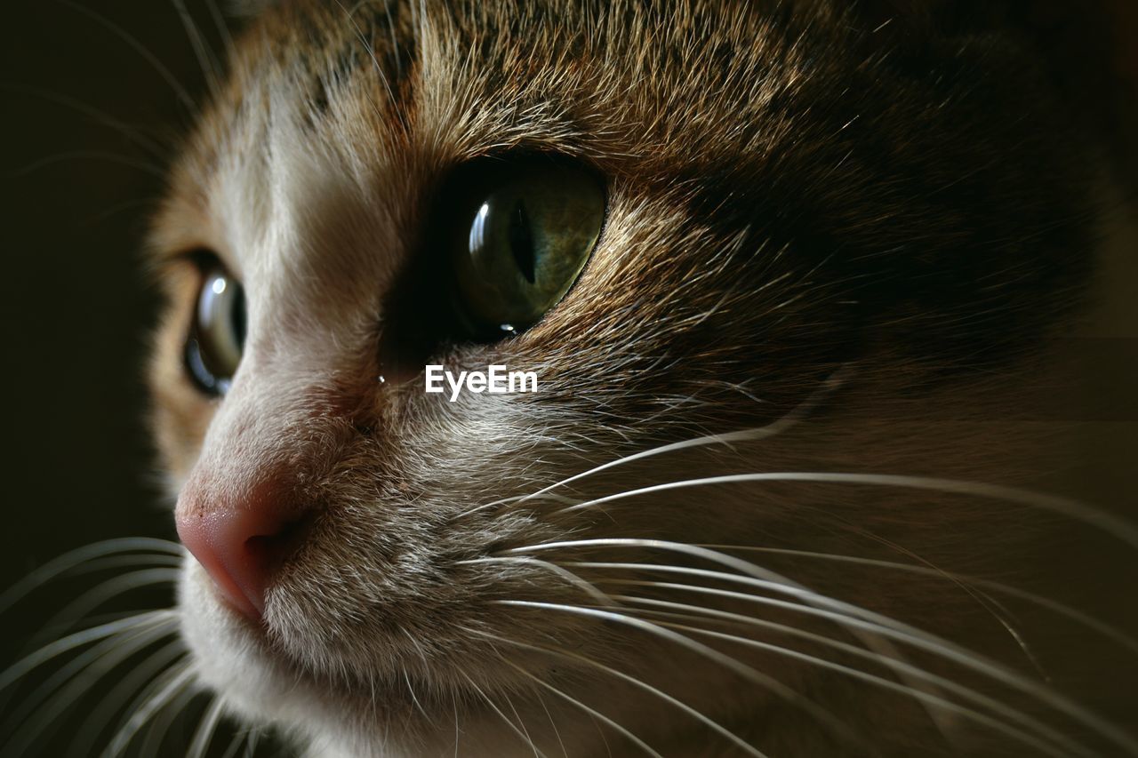 Close-up of cat looking away