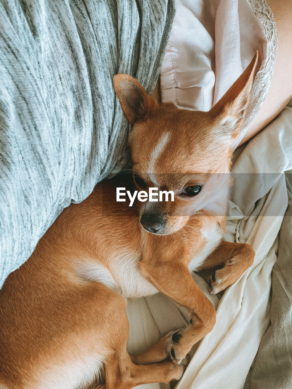 HIGH ANGLE VIEW OF A DOG LYING ON BED