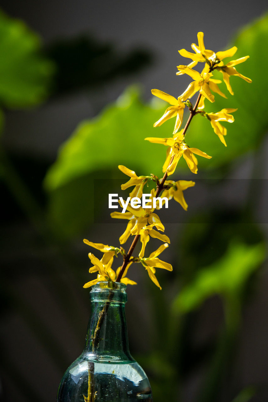 yellow, green, plant, flower, nature, flowering plant, macro photography, freshness, beauty in nature, no people, food and drink, close-up, focus on foreground, plant part, leaf, food, bottle, outdoors, plant stem, growth, branch, container, fragility