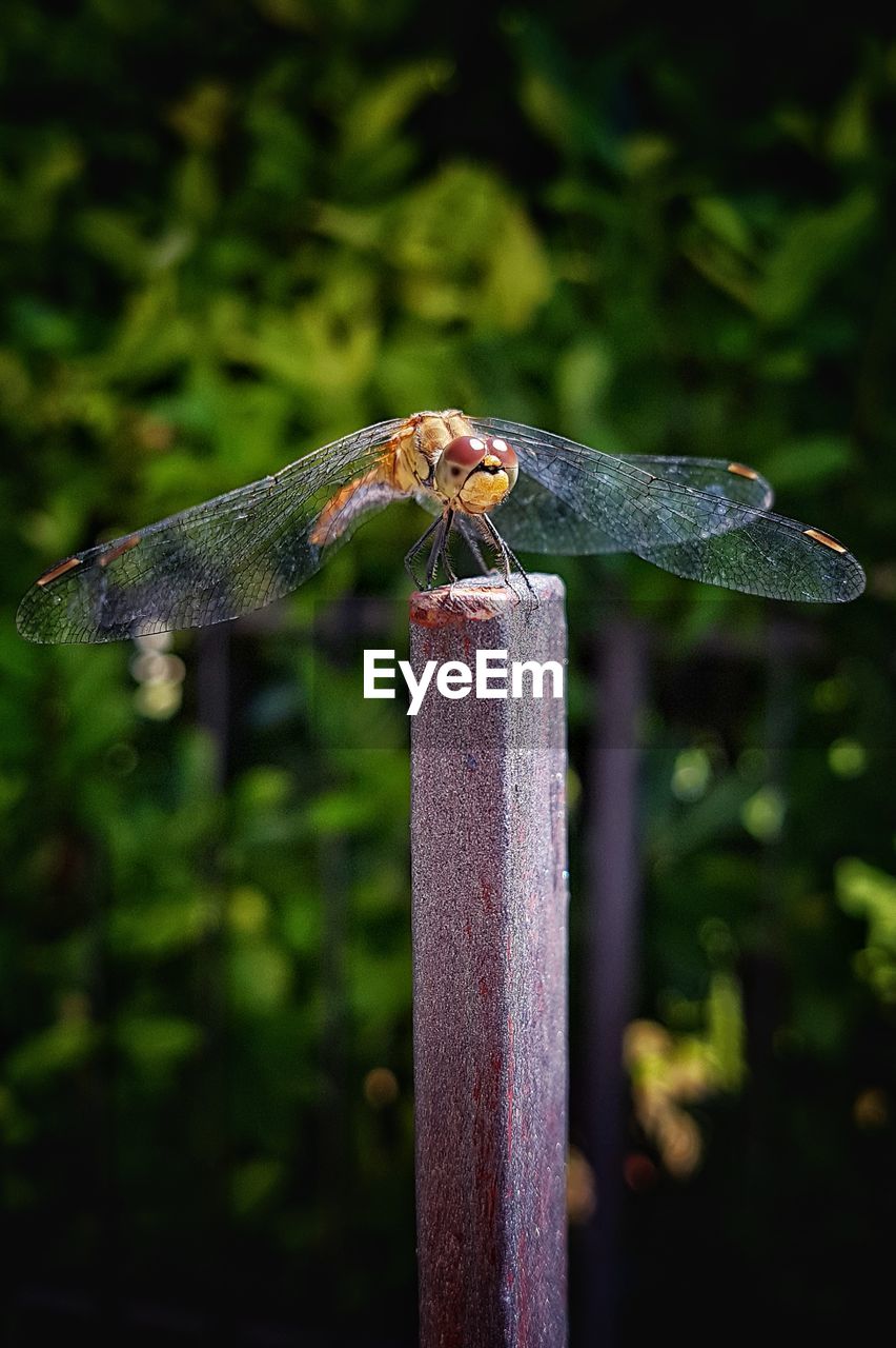 DRAGONFLY ON WOODEN POST