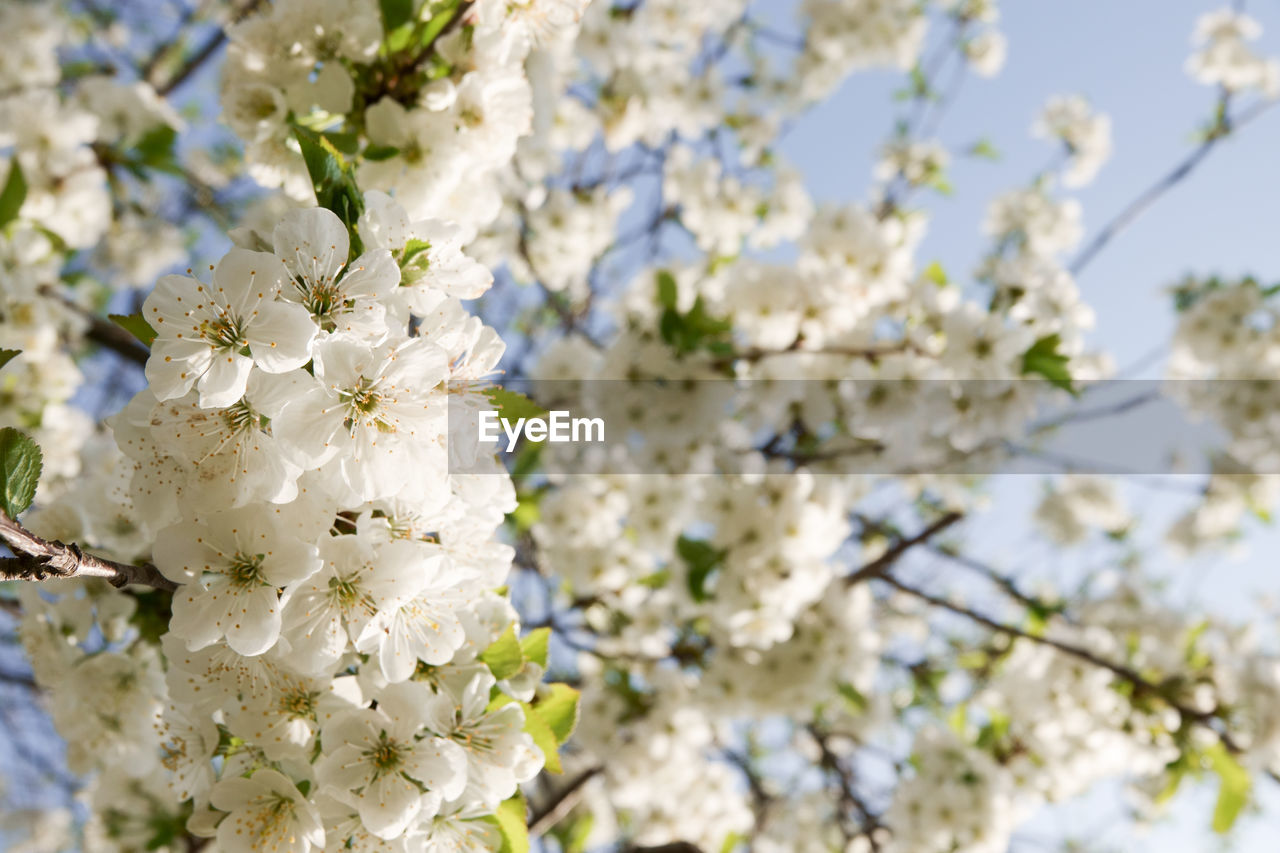 CLOSE-UP OF WHITE CHERRY BLOSSOM