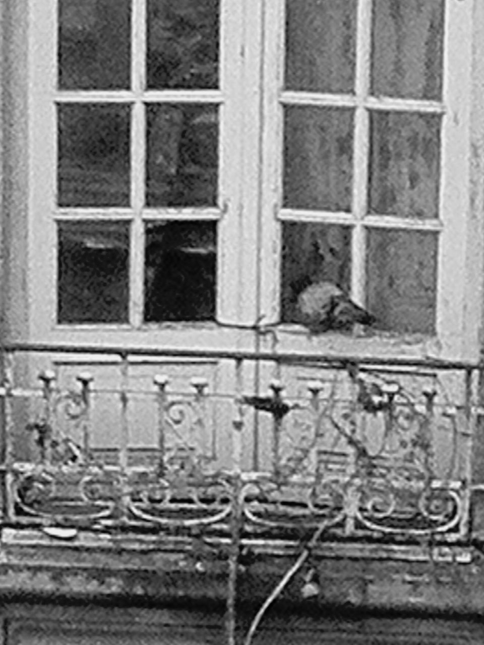 CLOSE-UP OF BIRD AGAINST BUILDING