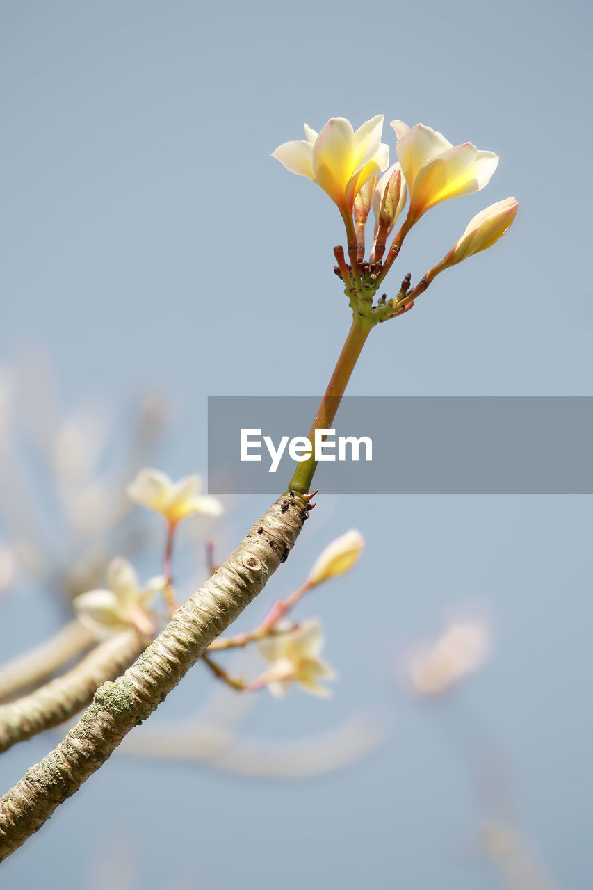 CLOSE-UP OF FRESH YELLOW FLOWERING PLANT