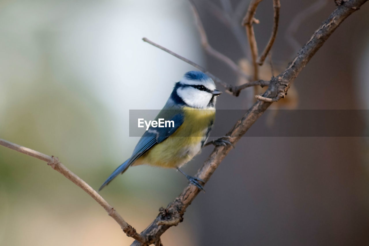 Close-up of bird perching on branch