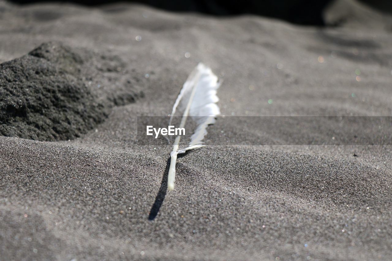 CLOSE-UP OF FEATHERS ON SAND