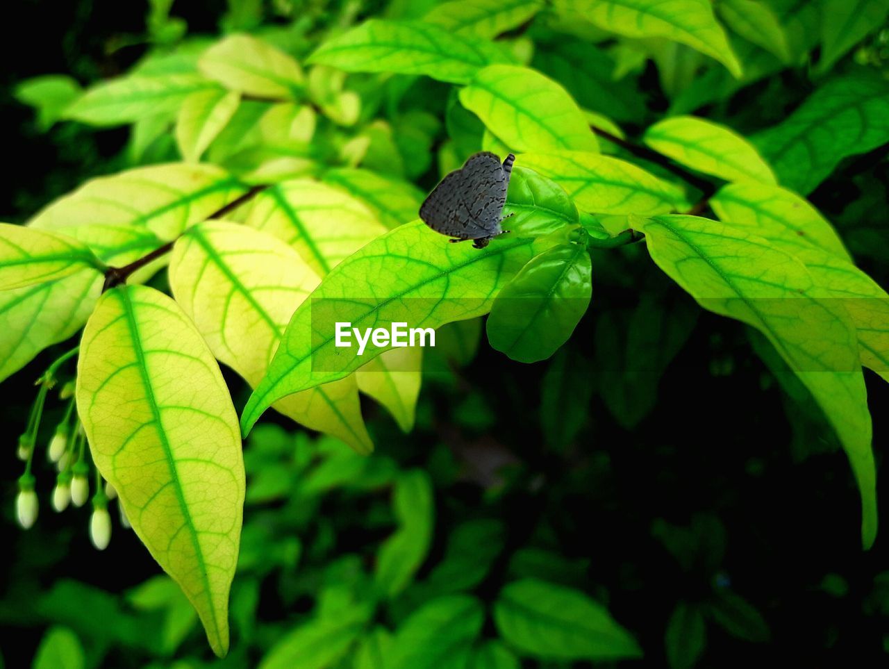 CLOSE-UP OF BUTTERFLY ON PLANT