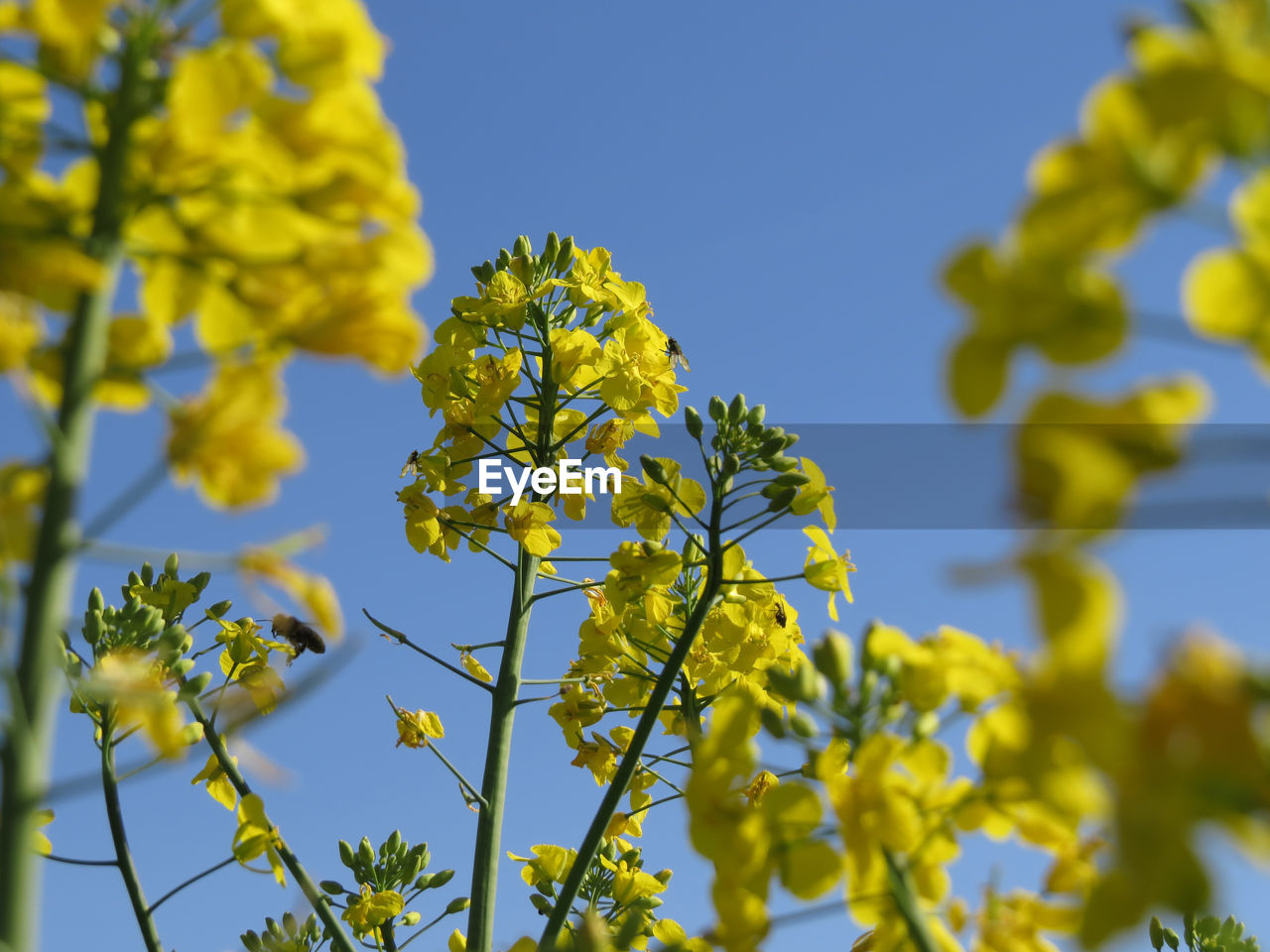 Yellow flowering plant against clear sky