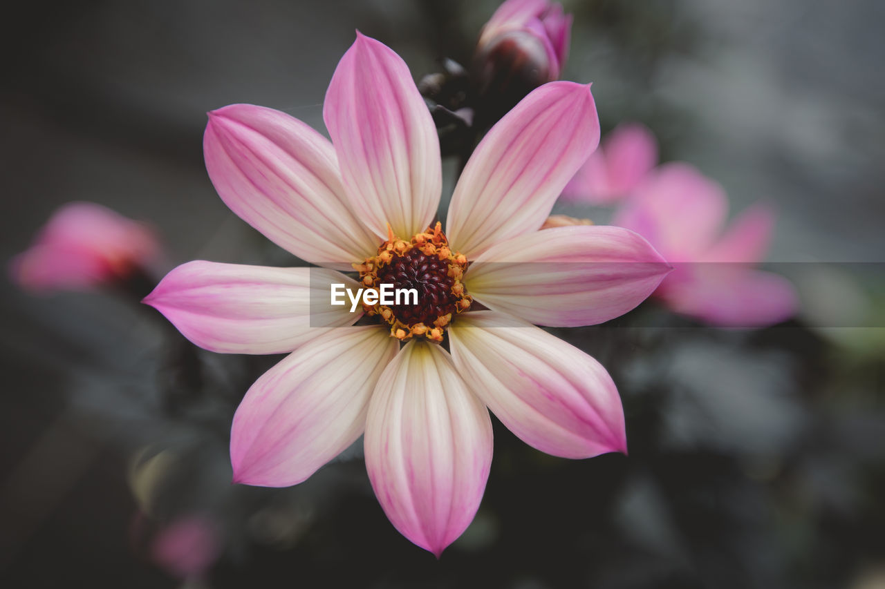 CLOSE-UP OF PINK LOTUS