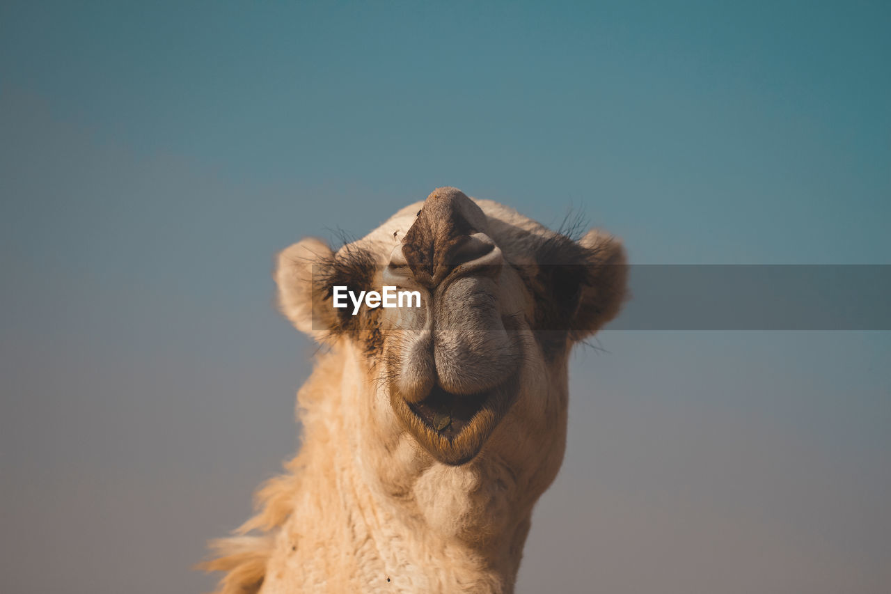 Desert camels 