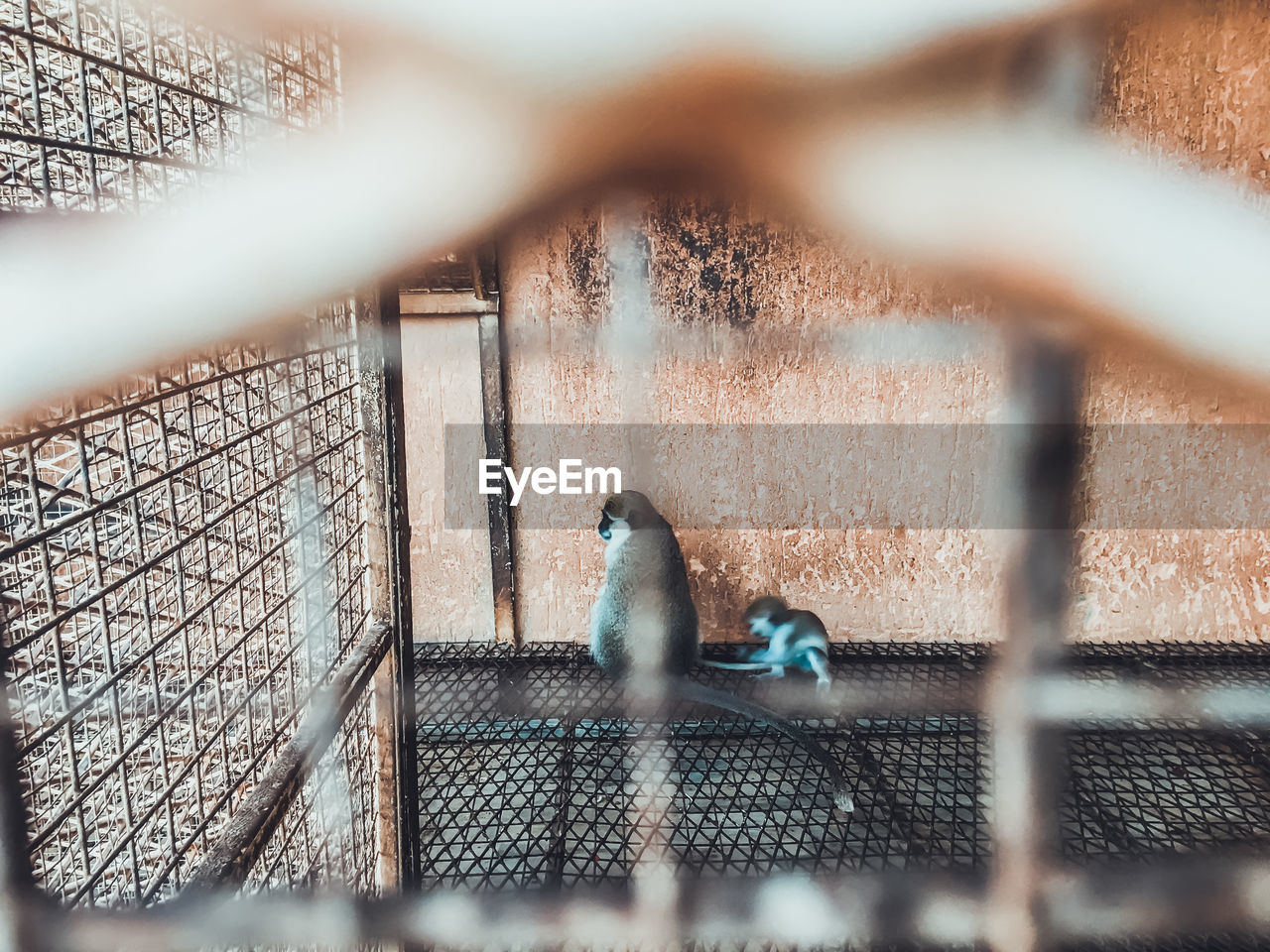 Monkeys in cage at zoo