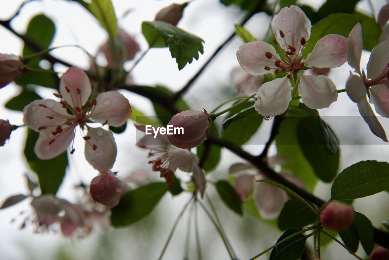 Close-up of cherry blossoms in spring