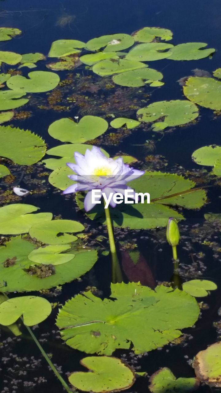 CLOSE-UP OF WATER LILY IN LAKE