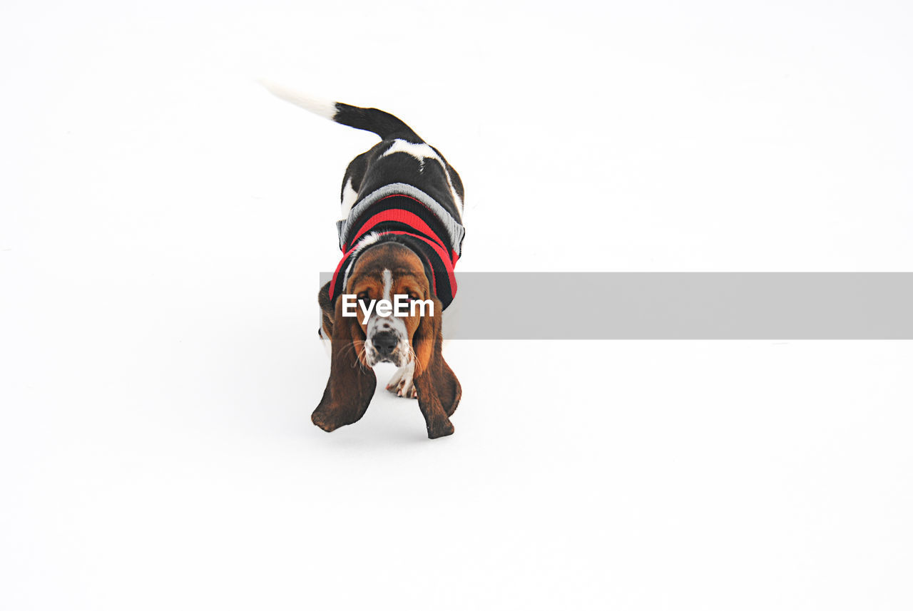 Portrait of dog against white background