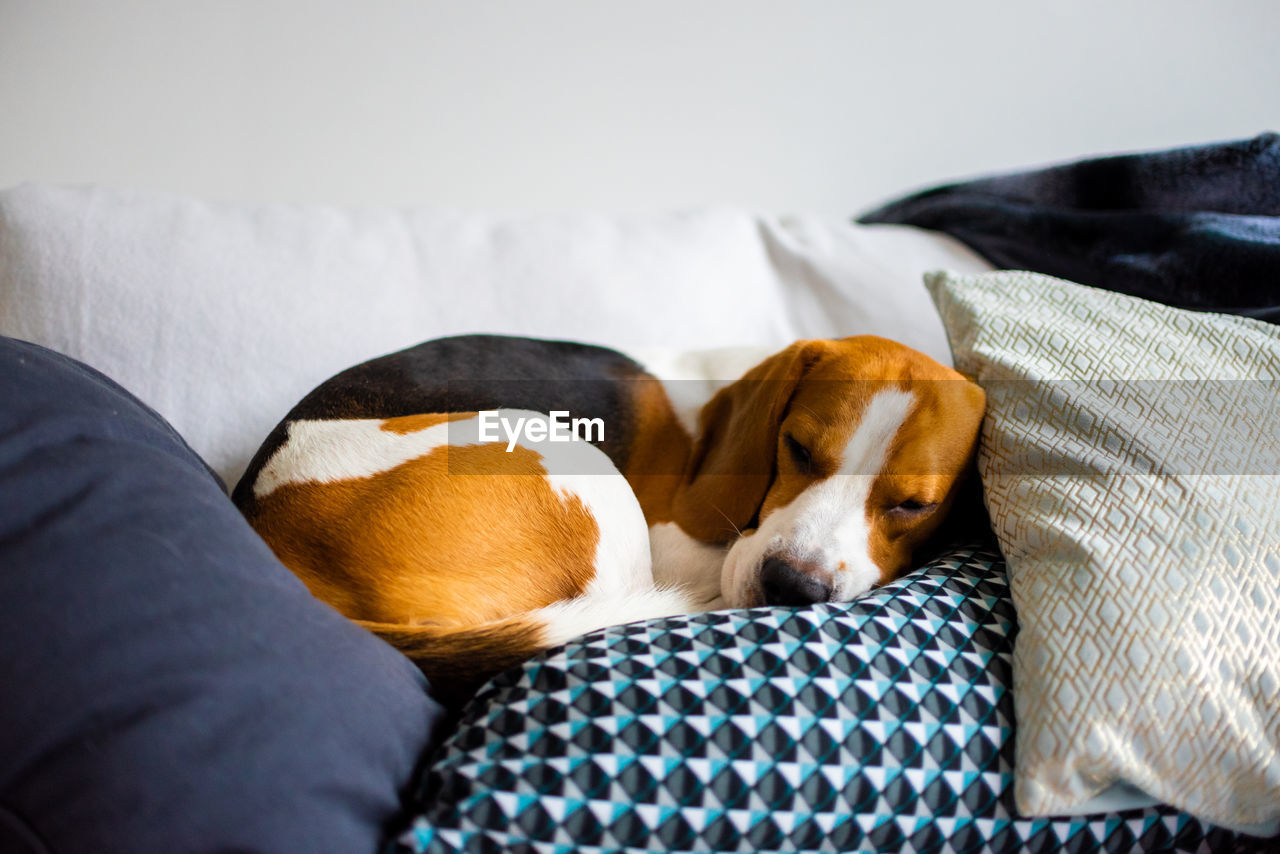 CLOSE-UP OF DOG SLEEPING ON SOFA