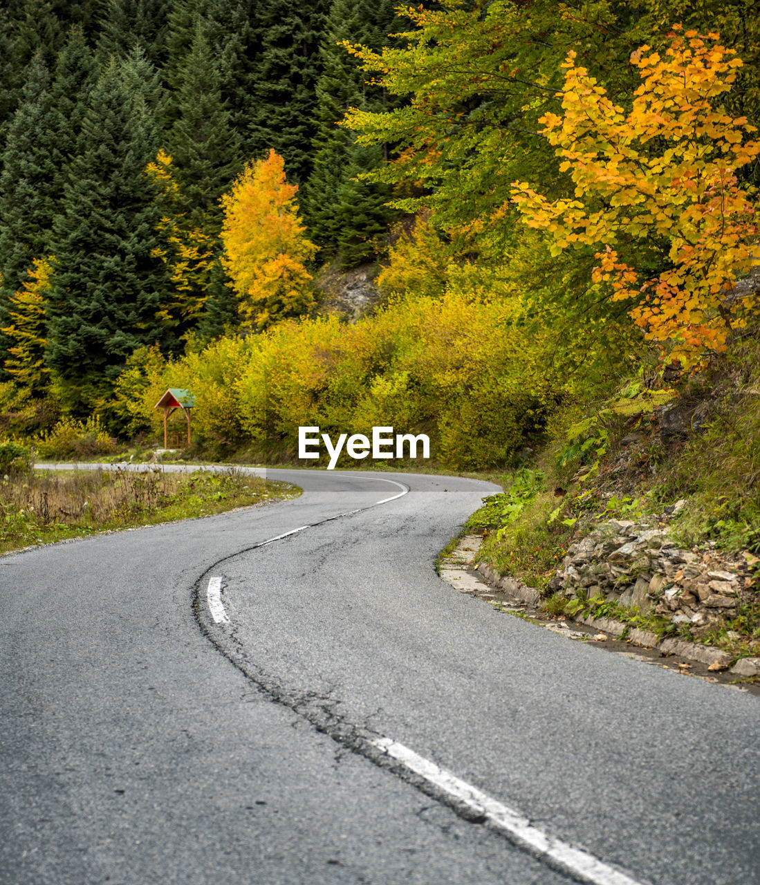 COUNTRY ROAD AMIDST TREES IN FOREST