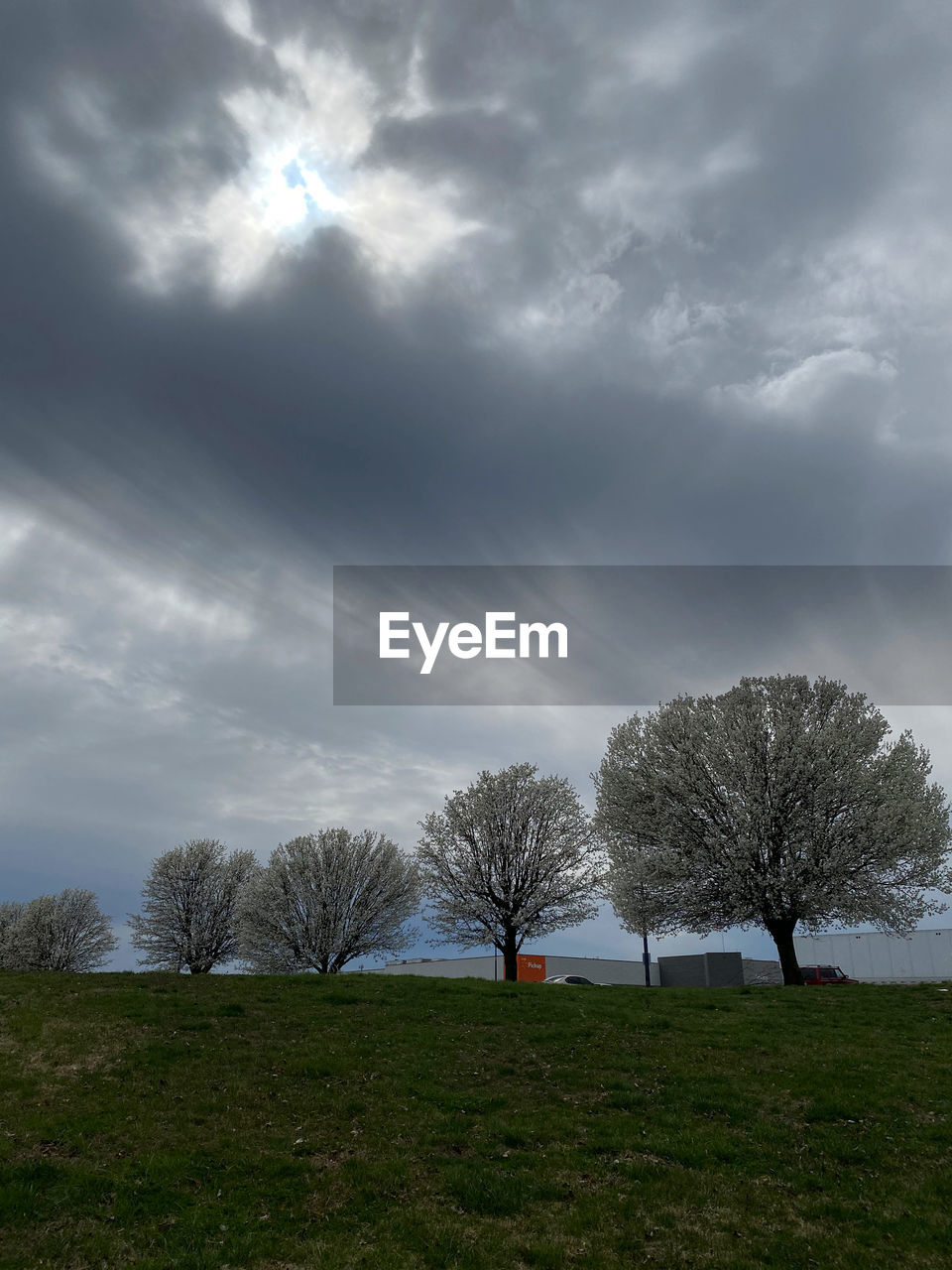 Bare trees on field against sky