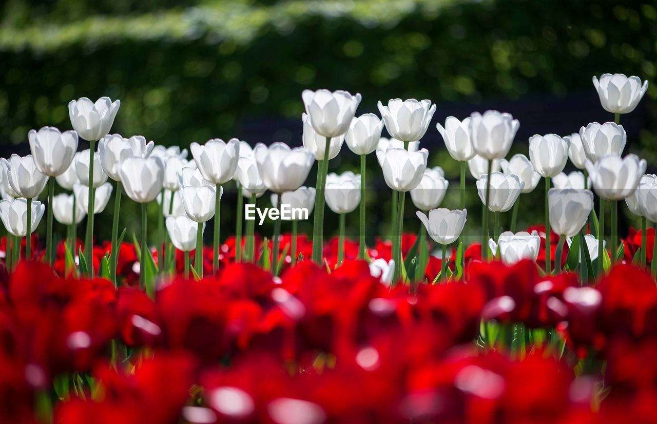 Field of red and white tulips