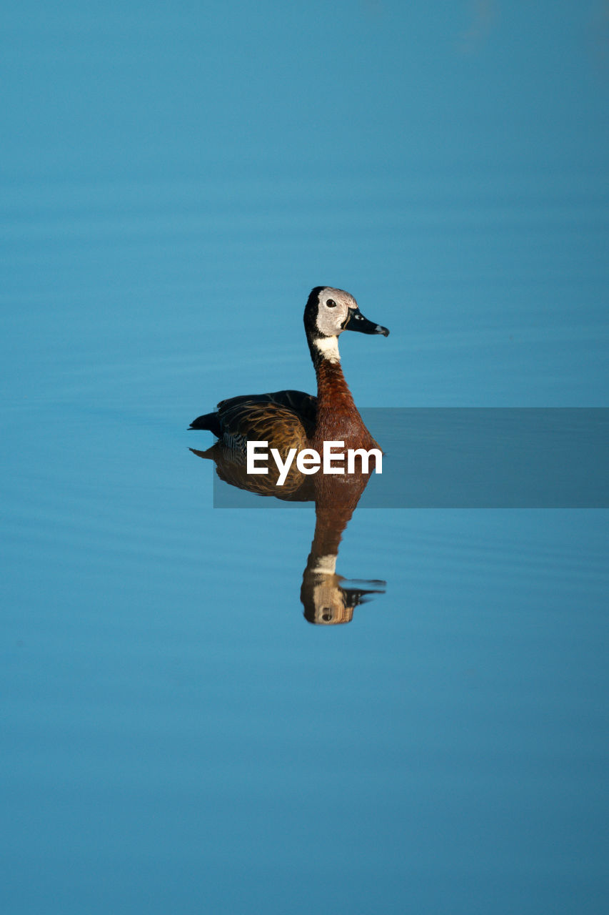 White-faced whistling duck reflected in calm pond