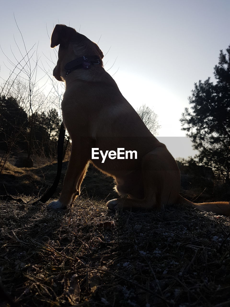 LOW ANGLE VIEW OF DOGS AGAINST CLEAR SKY