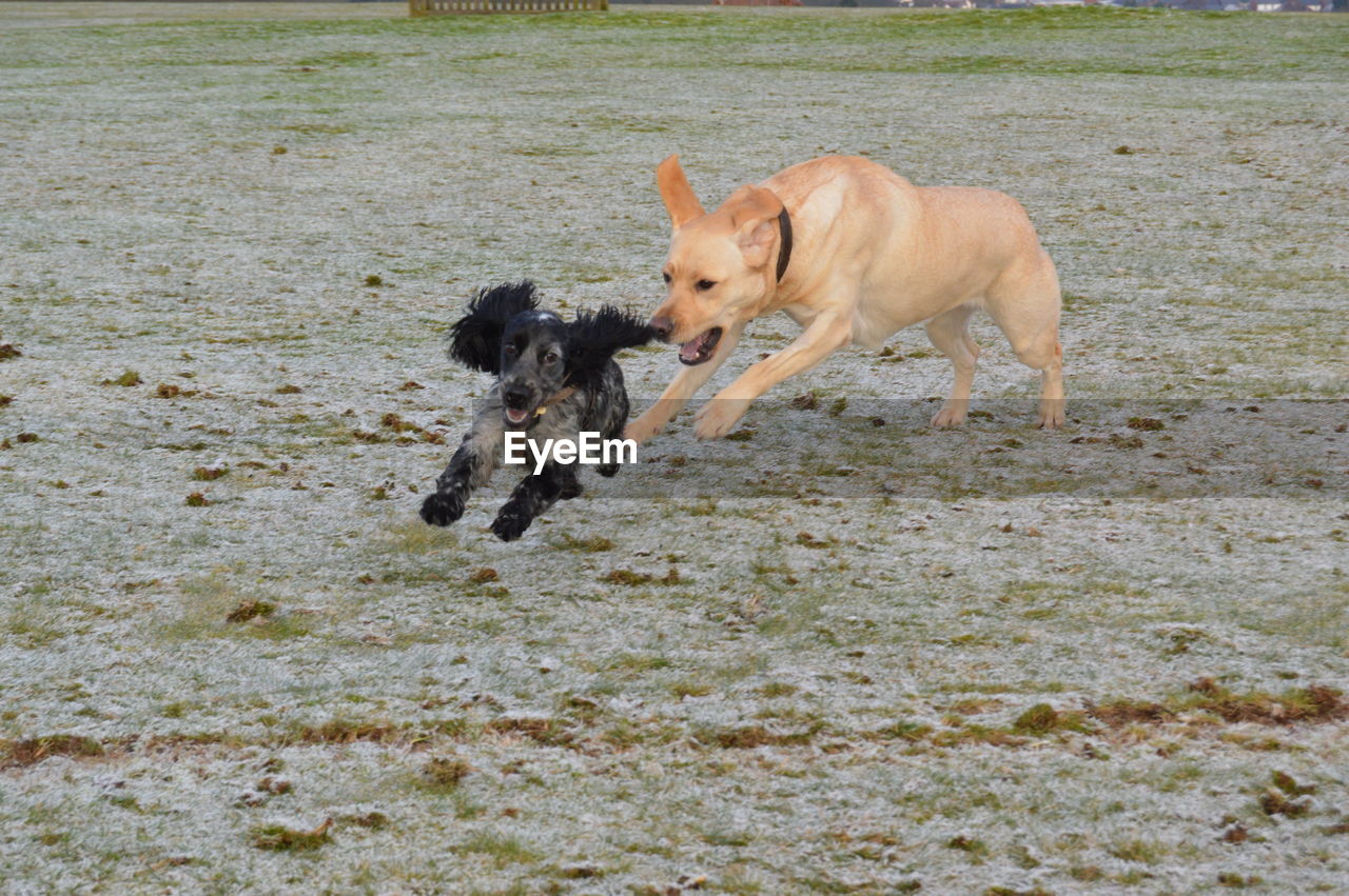 Dogs running in field during winter