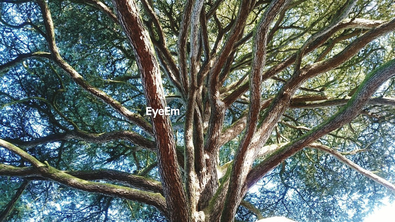 LOW ANGLE VIEW OF TREES