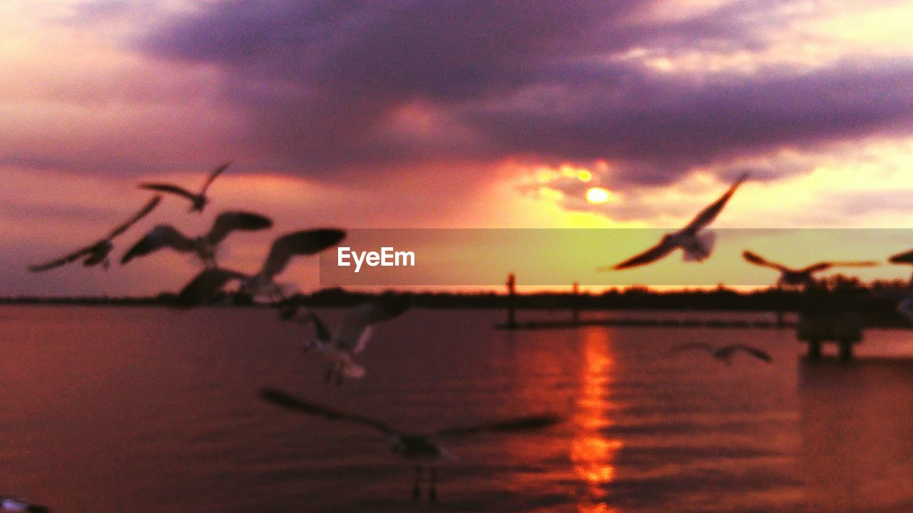 CLOSE-UP OF SILHOUETTE BIRDS ON LAKE AGAINST SKY